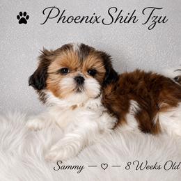 Sammy - Tricolor male Shih Tzu puppy in Hayden, Idaho from Phoenix Shih Tzu
