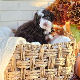 Jameson - Brown and white male Bernedoodle puppy in Russell Springs, Kentucky from 270 Doodles