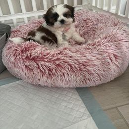 Shih Tzu All Grown Up from Shih Tzu Jewels of Cocoa