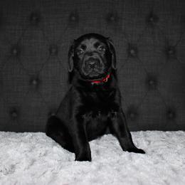 "Faye x Cain Whelped 12/1/20" Labrador Retriever Puppies from Triple L Labs & Co.
