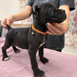 Crowe - Black male Cane Corso puppy in Lubbock, Texas from Hub City Kennel