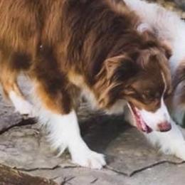 Mary - Australian Shepherd