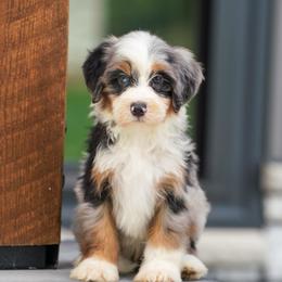 Dusty - Blue merle male Bernedoodle puppy in Dundee, Ohio from Down Home Doodle