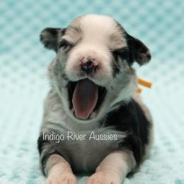 Miniature Australian Shepherds and Toy Australian Shepherds from Indigo River Toy & Mini Aussies