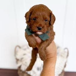 Whiskey - hunter collar boy - Red male Cavapoo puppy in Melbourne, Florida from Space Coast Doodle Co.