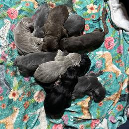 Newfoundland puppies from Double T Newfoundlands & Cocker Spaniels
