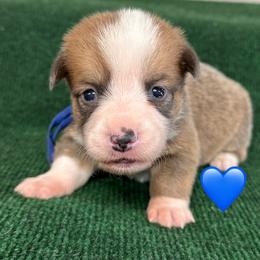 Dallas - Blue male Pembroke Welsh Corgi puppy in Hico, Texas from Chisholm Trail Kennels