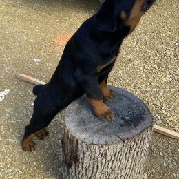 Rottweiler Puppies from Von Raven Haus Rottweilers