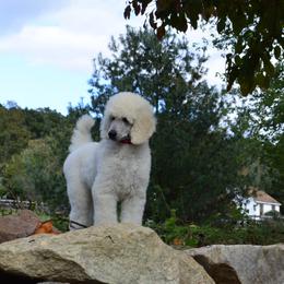Poodle Puppies from D and D Standard Poodles
