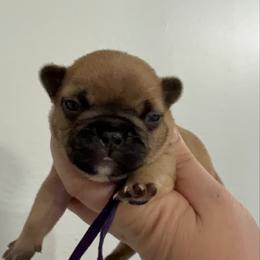 Girl 1 - Fawn female French Bulldog puppy in Galt, California from The three little frenchies