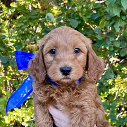 Eden's Blue Male - Apricot male Goldendoodle puppy in Great Falls, Montana from Montana Goldendoodles