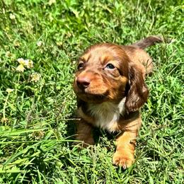 AKC female 2 - Chocolate female Dachshund puppy in Knoxville, Tennessee from Thea's Puppies