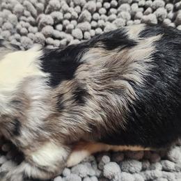 Thorn - Blue merle male Aussiedoodle puppy in Mount Clare, West Virginia from Pineview Farms Australian Shepherds