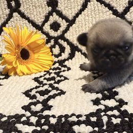 Marshall - Fawn male Pug puppy in Smiths Station, Alabama from Masters Pugs