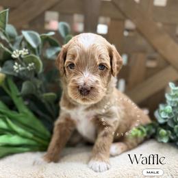 Waffle - Red male Bernedoodle puppy in Temecula, California from Brookside Bernedoodles