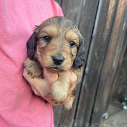Ember - Cream female Dachshund puppy in Rogue River, Oregon from Bear Feet Dachshunds