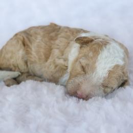 Roulette - Red female Bernedoodle puppy in Crete, Nebraska from Doodles & Co