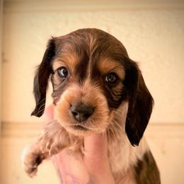 Woody - Piebald male Dachshund puppy in Paso Robles, California from Drift & Dash Dachshunds