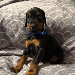 Boy 1 - Black and rust male Doberman Pinscher puppy in Lake City, Florida from Paintedcrazy Doberman Pinchers