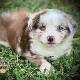 Toad - Red merle male Australian Shepherd puppy in El Dorado Springs, Missouri from HP Aussie Kennels