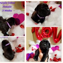 Cane Corso Puppies from Elite Empire Cane Corso