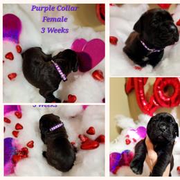 Cane Corso Puppies from Elite Empire Cane Corso