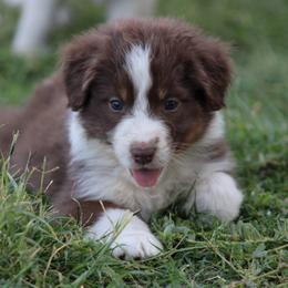 Australian Shepherd Puppies from Knight's Aussies
