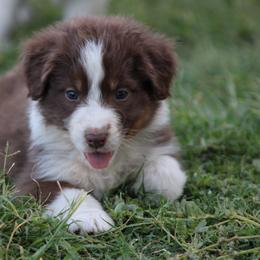 Australian Shepherd Puppies from Knight's Aussies