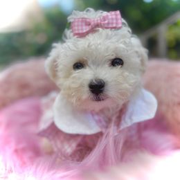 Beautiful - White female Bichon Frise puppy in Upland, California from Prime Paradise Kennel
