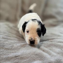 Blair - Black and white female Bernedoodle puppy in Malden, Illinois from Doting Doodles