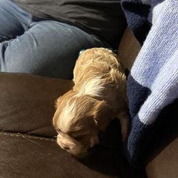 Caroline - Blenheim female Cavalier King Charles Spaniel puppy in Sparta, Georgia from Southern Edge Kennel