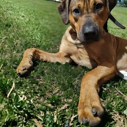 Catahoula Leopard Dog Puppies from Bons Temps Catahoulas