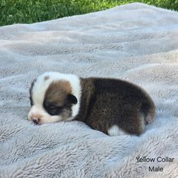 Yellow Collar Male - Red male Pembroke Welsh Corgi puppy in Tenino, Washington from LoneStar Corgis NW