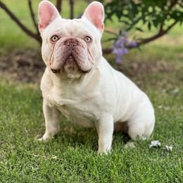 King Casanova - French Bulldog