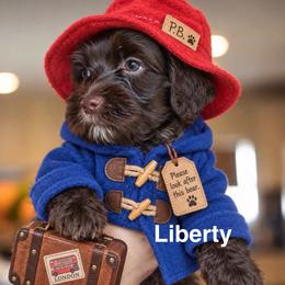 Liberty - Chocolate female Australian Labradoodle puppy in Dawson, Georgia from Still Pond Australian Labradoodles