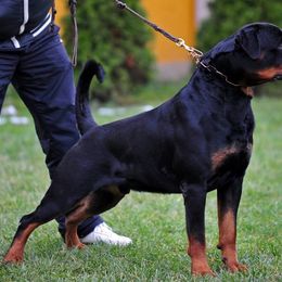 RIK - Rottweiler