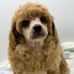 Goose - Apricot male Poodle puppy in Wheatland, California from Sapphire Ridge Poodles