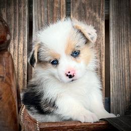 Faith - female Pembroke Welsh Corgi puppy in Los Lunas, New Mexico from Blue Diamond Welsh corgis