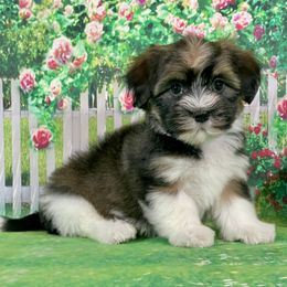 SPARKY - Silver brindle male Havanese puppy in Summerfield, Florida from Honor Havanese