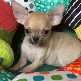 Benny - Fawn male Chihuahua puppy in Allentown, Pennsylvania from Tsunami Cockers & Chihuahuas