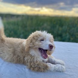 Baci - Yellow and white female Bernedoodle puppy in Douglas, Arizona from Starry-Eyed Mini Aussies with Tails