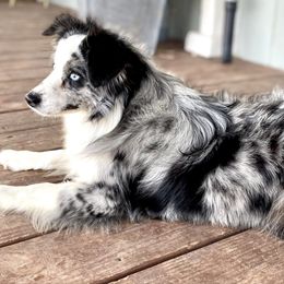 Bella - Miniature Australian Shepherd