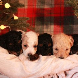 Poodle Puppies from Dundee Dandy Poodles