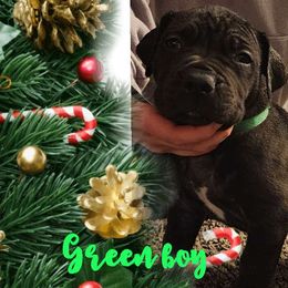 Green collar - Boerboel puppy from Adoraboerboels