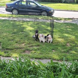 Sporty Mix Puppies from Eternal Symmetry