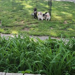 Sporty Mix Puppies from Eternal Symmetry