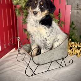 Sheila - Blue female Assorted Doodle Crosses puppy in Ohio from Holley Doodles