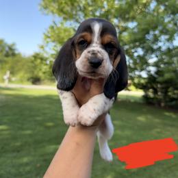 Red - Black brown and white male Basset Hound puppy in Fair Grove, Missouri from Carrier Bassets