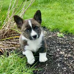 American Corgi Puppies from Patriot American Corgi