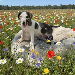Marbles - Harlequin female Great Dane puppy in Florida from Beachside Kennels